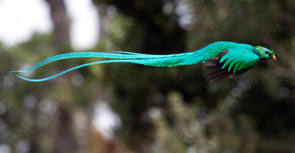quetzal.jpg